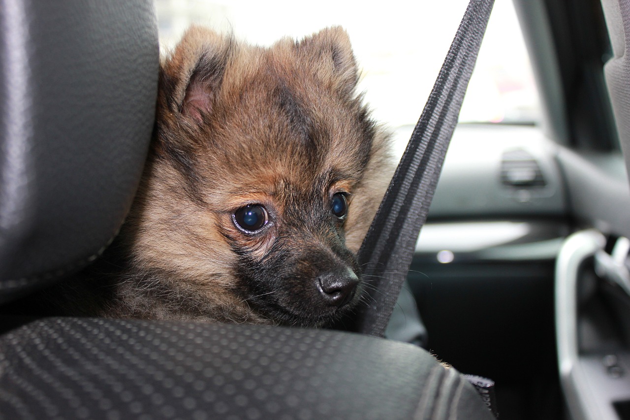 The Best Practices for Car Safety with Pets